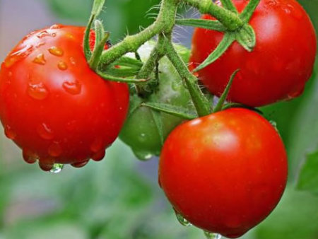 番茄葉子卷用什么肥料，種植戶經驗交流