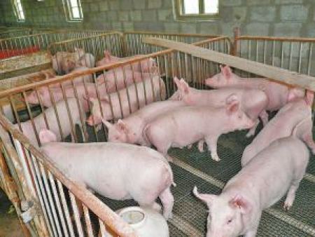 农业农村部：禁止以环保的名义，野蛮拆迁养猪场