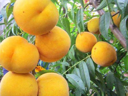黄金蜜桃苗：栽培以及管理的好方法