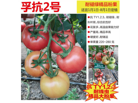 孚抗2号