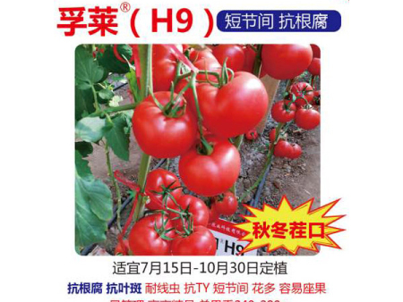 孚莱H9