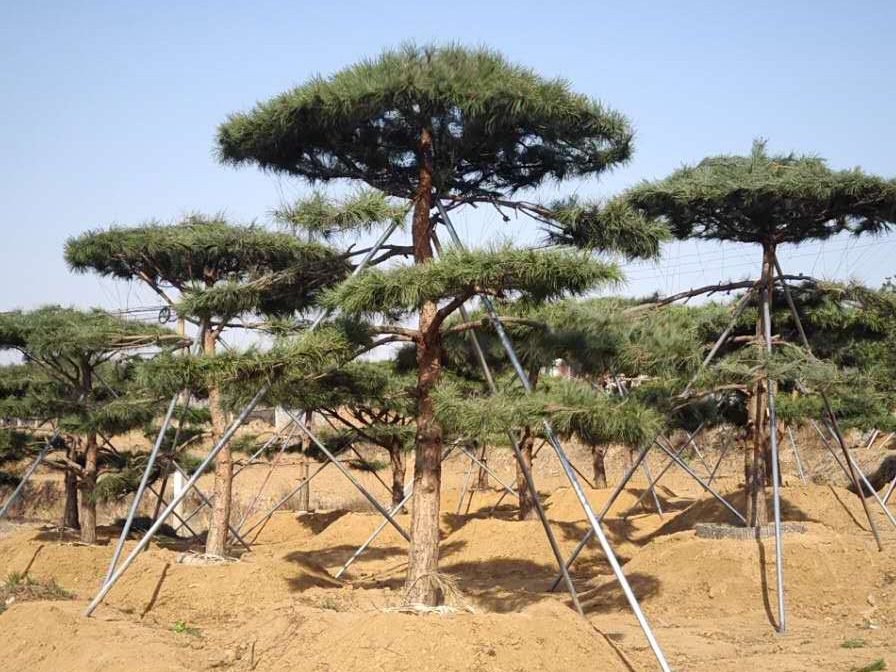 基地詳解_造型松樹適合采用什么方法施肥