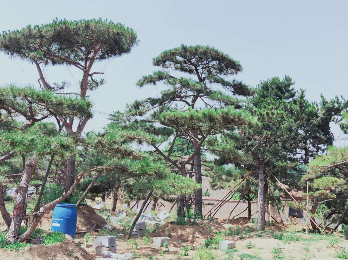 萊蕪造型油松移栽時(shí)需要帶土球移栽