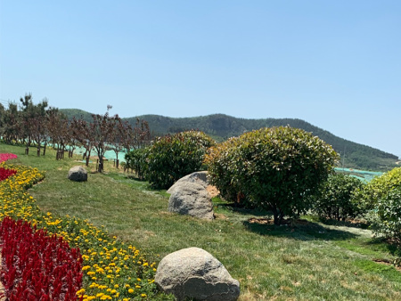 园林绿化中如何根据光照条件选择植物？