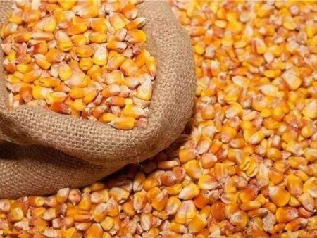 本公司常年大量出售饲料玉米，电话：13280757777  13356701666