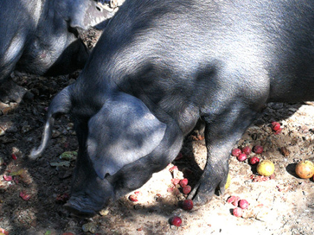 遼寧山黑豬——東北民豬