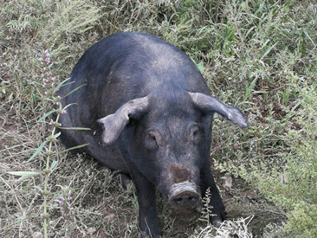 辽宁散养黑猪是一种非常有价值的养殖方式