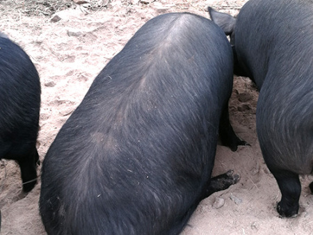 想要养殖忆农源黑猪？三个方面，告诉你黑猪的饲养管理要点！