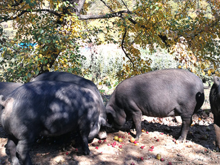 遼寧山黑豬：螺髻山黑豬產品特點