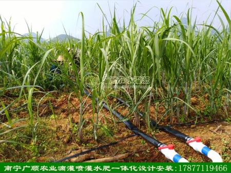 甘蔗滴灌水肥一体化设备   节水灌溉工程项目 南宁滴管带 高品质滴灌管