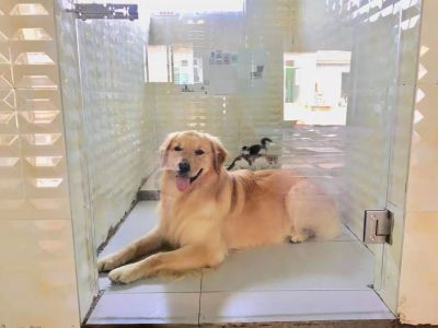 【178直播下载犬心犬意178直播平台学校】178直播下载178体育直播寄养_178体育直播训练_威海178直播平台_威海178直播平台基地