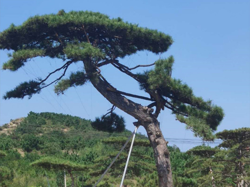 造型松樹枝造型新方案，修剪時保證自然生長的形狀