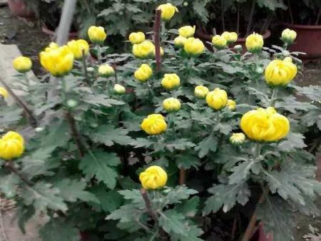 草花对水质有什么要求