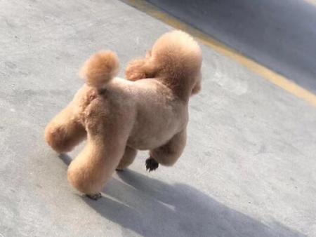 越来越受欢迎的海阳宠物寄养，你了解吗？