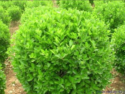 邯郸园林绿化|邯郸绿化工程 |邯郸景观绿化工程|邯郸园林养护-邯郸市慧博园林绿化工程有限公司