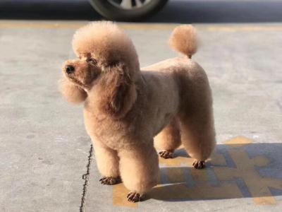 海阳宠物医院,海阳宠物医疗,海阳宠物诊所,乳山宠物医院,乳山宠物医疗-海阳阳光宠物医院