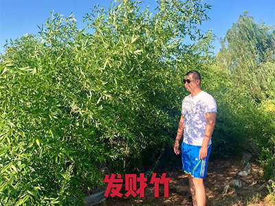 大连苗木_大连苗圃_大连绿化工程-绿化苗木供求平台