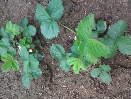 法蘭地草莓苗的繁殖