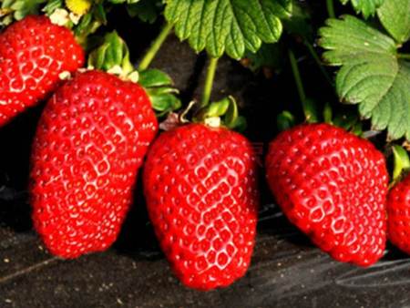法蘭地草莓苗