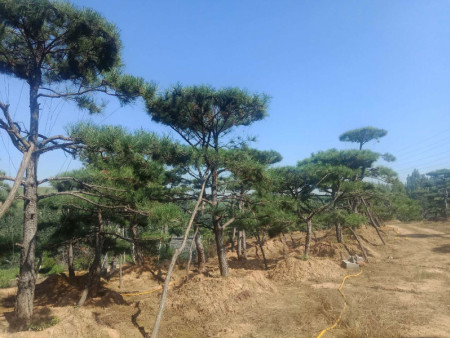 造型黑松基地 造型黑松