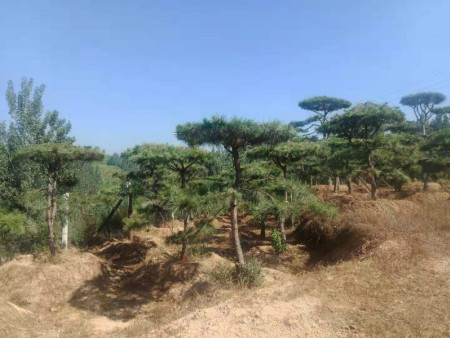 造型油松