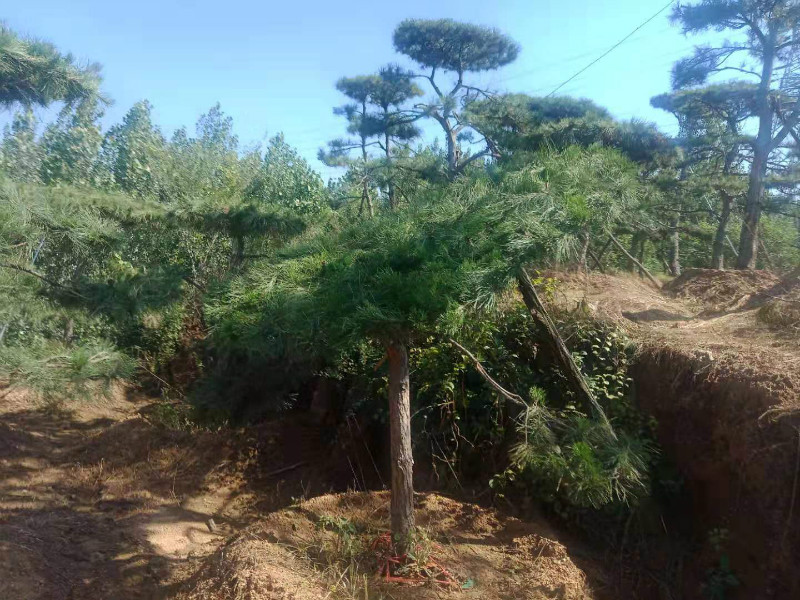 栽种景观松前应检查种植孔的大小及深度