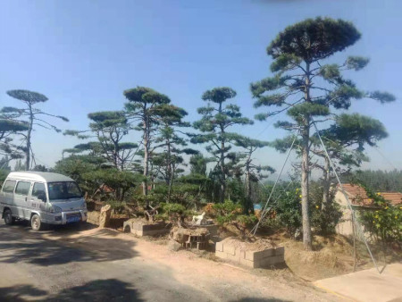 造型黑松基地 造型黑松