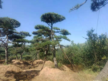 莱芜景观松要进行移植该注意什么内容