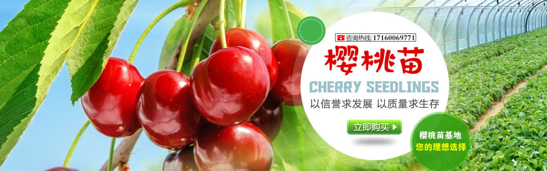 櫻桃樹苗