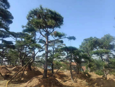 造型松