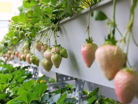 湖南白雪公主草莓苗种植的六大注意事项