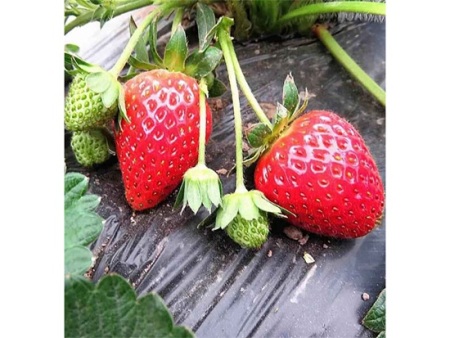 山东甜查理草莓苗大地秧苗的定植办法
