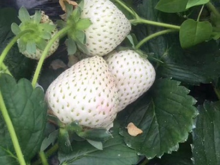 山东甘露草莓苗的种植方法和养护办法