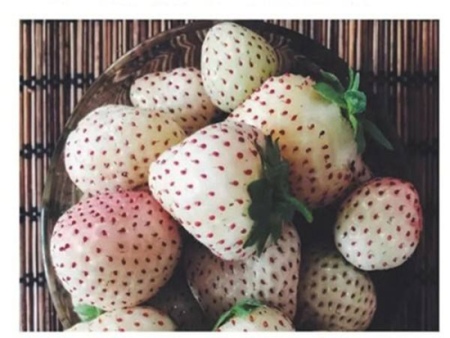 湖南白雪公主草莓苗的植株特征及果实特点
