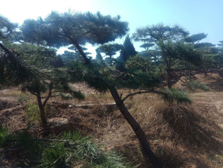 景松