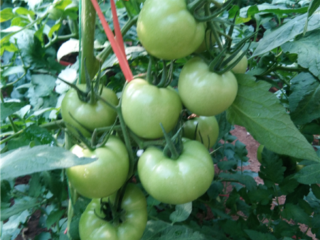 广大菜农朋友们注意了