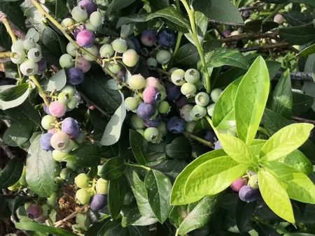 蓝丰蓝莓苗价格