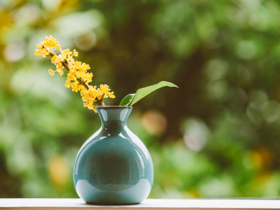 蓝花楹|蓝花楹.网址|成都尘世花润土地股份专业合作社|桂花-天府新区成都片区永兴镇高建便民小超市