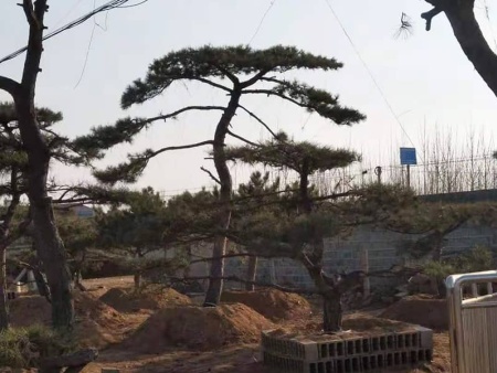 泰山迎客松
