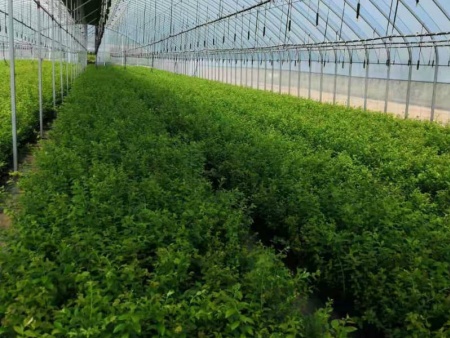 綠寶石藍莓苗
