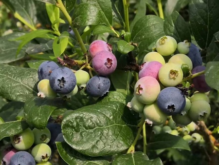 都克藍莓苗新品種