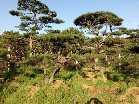 平頂松在冬季落葉怎么辦？
