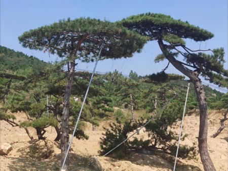 造型松批發(fā)基地