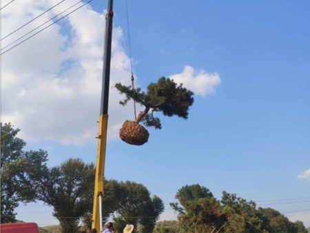 造型松裝車發日照
