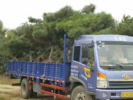 造型松裝車發貨