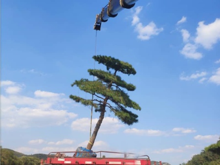 造型松裝車發棗莊