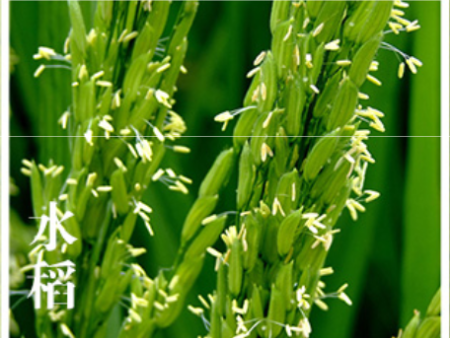 水稻