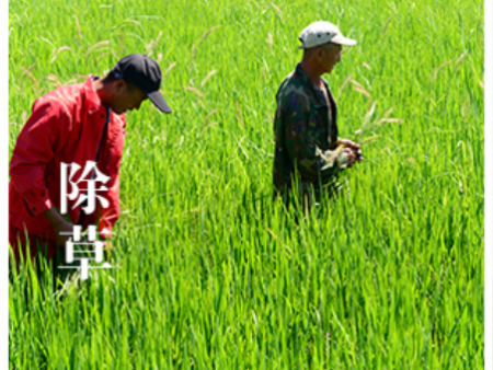 除草