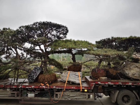 日照景觀松發貨