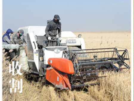 收割